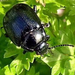 Chrysolina oricalcia